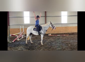 Appaloosa, Stute, 7 Jahre, 155 cm, Fliegenschimmel