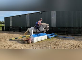 Appaloosa, Stute, 7 Jahre, 155 cm, Fliegenschimmel
