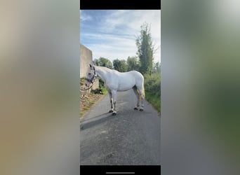 Appaloosa, Stute, 7 Jahre, 155 cm, Fliegenschimmel