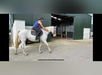 Appaloosa, Stute, 7 Jahre, 155 cm, Fliegenschimmel