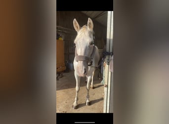 Appaloosa, Stute, 7 Jahre, 155 cm, Fliegenschimmel