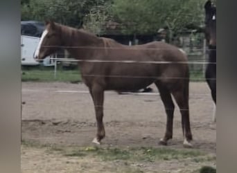 Appaloosa Mix, Stute, 7 Jahre, 155 cm, Roan-Red