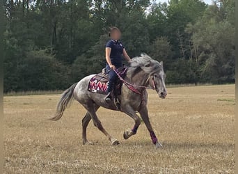 Appaloosa Mix, Stute, 7 Jahre, 155 cm, Tigerschecke