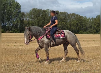 Appaloosa Mix, Stute, 7 Jahre, 155 cm, Tigerschecke