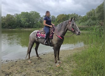 Appaloosa Mix, Stute, 7 Jahre, 155 cm, Tigerschecke