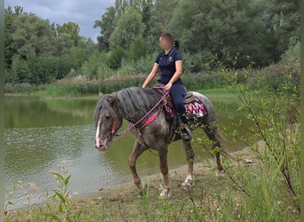 Appaloosa Mix, Stute, 7 Jahre, 155 cm, Tigerschecke