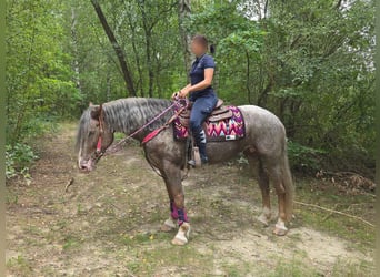 Appaloosa Mix, Stute, 7 Jahre, 155 cm, Tigerschecke