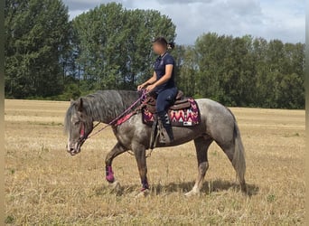 Appaloosa Mix, Stute, 7 Jahre, 155 cm, Tigerschecke