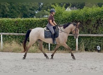 Appaloosa Mix, Stute, 7 Jahre, 160 cm, Roan-Red
