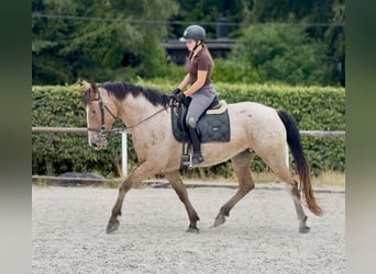 Appaloosa Mix, Stute, 7 Jahre, 160 cm, Roan-Red