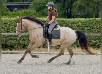 Appaloosa Mix, Stute, 7 Jahre, 160 cm, Roan-Red