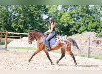 Appaloosa, Stute, 7 Jahre, 164 cm, Tigerschecke