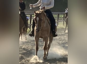 Appaloosa, Stute, 7 Jahre, 165 cm, Roan-Red
