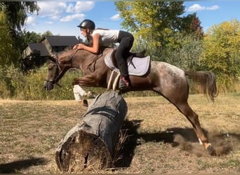 Appaloosa, Stute, 8 Jahre, 137 cm, Dunkelfuchs