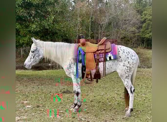 Appaloosa, Stute, 8 Jahre, 140 cm, Tigerschecke