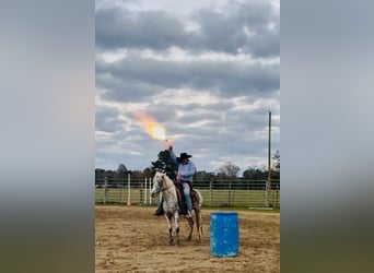 Appaloosa, Stute, 8 Jahre, 140 cm, Tigerschecke