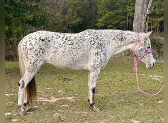 Appaloosa, Stute, 8 Jahre, 140 cm, Tigerschecke