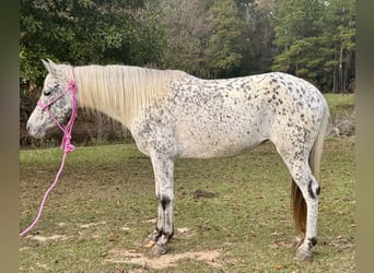 Appaloosa, Stute, 8 Jahre, 140 cm