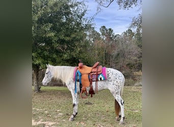 Appaloosa, Stute, 8 Jahre, 140 cm