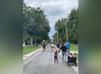 Appaloosa, Stute, 8 Jahre, 145 cm, Palomino