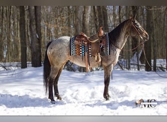 Appaloosa, Stute, 8 Jahre, 147 cm, Roan-Bay