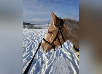 Appaloosa, Stute, 8 Jahre, 147 cm