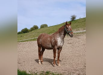 Appaloosa, Stute, 8 Jahre, 150 cm, Roan-Red