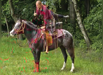 Appaloosa, Stute, 8 Jahre, 151 cm, Tigerschecke