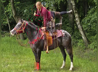 Appaloosa, Stute, 8 Jahre, 151 cm, Tigerschecke