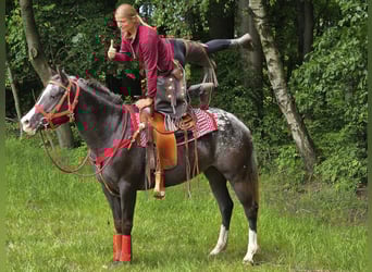 Appaloosa, Stute, 8 Jahre, 151 cm, Tigerschecke
