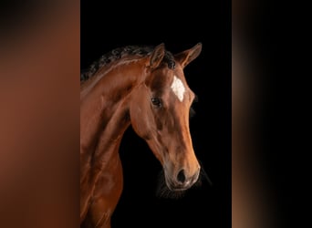 Appaloosa Mix, Stute, 8 Jahre, 152 cm, Brauner