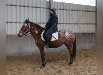 Appaloosa, Stute, 8 Jahre, 152 cm, Tigerschecke