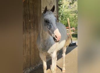 Appaloosa Mix, Stute, 8 Jahre, 155 cm, Schimmel