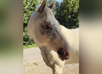 Appaloosa Mix, Stute, 8 Jahre, 155 cm, Schimmel