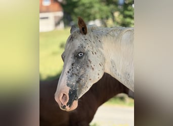 Appaloosa Mix, Stute, 8 Jahre, 155 cm, Schimmel