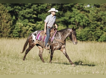 Appaloosa, Stute, 8 Jahre