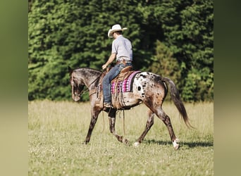 Appaloosa, Stute, 8 Jahre