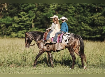 Appaloosa, Stute, 8 Jahre