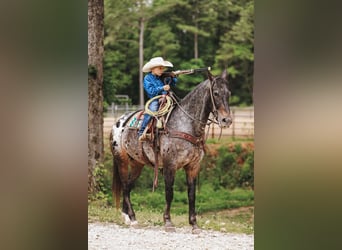 Appaloosa, Stute, 8 Jahre