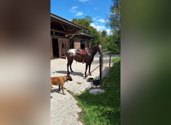 Appaloosa, Stute, 8 Jahre