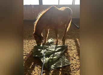 Appaloosa, Stute, 9 Jahre, 153 cm, Fuchs