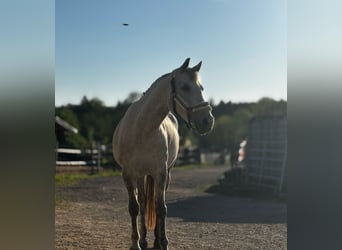 Appaloosa, Stute, 9 Jahre, 155 cm, Apfelschimmel