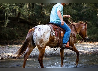 Appaloosa, Stute, 9 Jahre, 155 cm, Dunkelfuchs