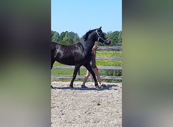 Appaloosa Mix, Stute, 9 Jahre, 163 cm, Rappe