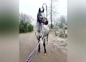 Appaloosa Mix, Stute, 9 Jahre, 164 cm, Tigerschecke