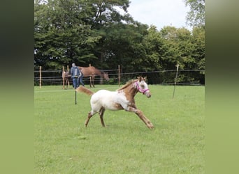 Appaloosa, Stute, Fohlen (04/2025), 152 cm
