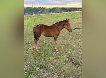 Appaloosa, Stute, Fohlen (05/2025), 153 cm, Brauner