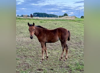 Appaloosa, Stute, Fohlen (05/2025), 153 cm, Brauner