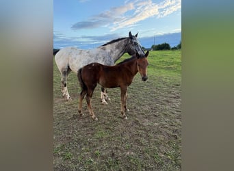 Appaloosa, Stute, Fohlen (05/2025), 153 cm, Brauner