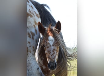 Appaloosa, Stute, Fohlen (04/2026), 154 cm, Dunkelfuchs
